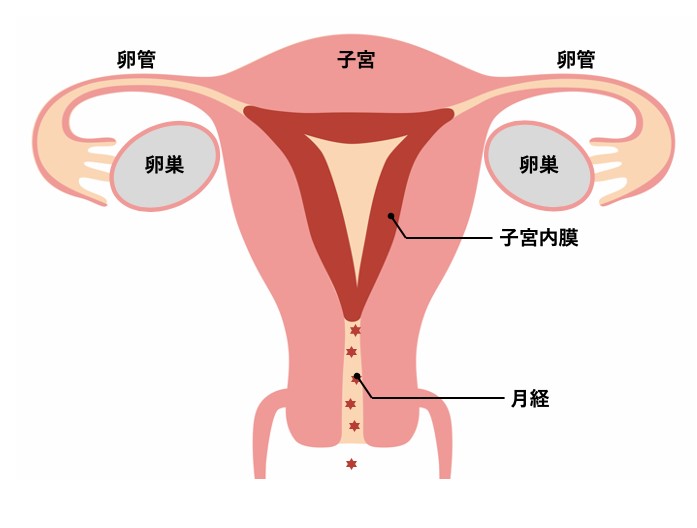 子宮内膜