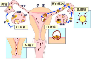 図