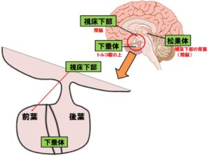 松果体と視床下部 