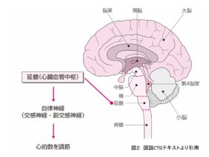 延髄解剖学