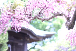 一眼レフ