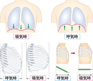 イラスト